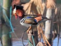 Colorful winter yuanyangÃ¯Â¼Ëmandarin duckÃ¯Â¼â° Royalty Free Stock Photo